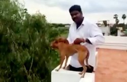 Video: निर्दयी शख्स ने जिंदा कुत्ते को छत से फेंका, वीडियो सोशल मीडिया पर वायरल
