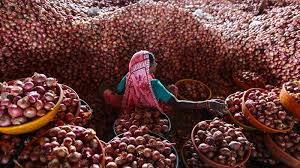 मप्र में किसानों से खरीदे गए 15 से 20 फीसद प्याज के खराब होने का अंदेशा