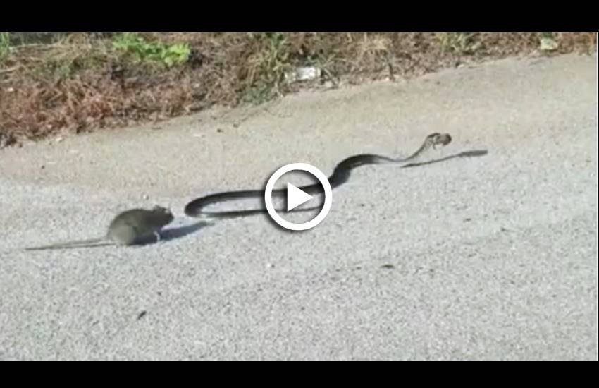 (Photo Source: Video ScreenShot)