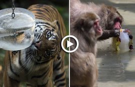 zoo, zoo in rome, tiger, tiger video, tiger, tiger eating ice cream, tiger eating ice cream Video, Monkey eating ice Video, Monkey eating ice, Monkey eating ice cream Video, tiger in zoo,