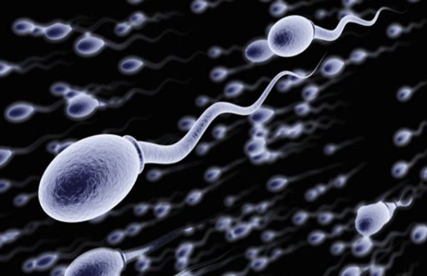 Sperm Count, How To Increase Sperm, Ayurveda Tips, Ayurveda Remedies, Sexual Problems, Men Sexual Problems, Herbal Remedies, Health NEws In Hindi, Lifestyle News In Hindi, Jansatta