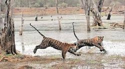 उत्तराखंड में नहीं मिली बाघ सफारी की इजाजत