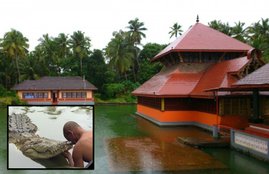 kerala, kerala crocodile, ananthapuram kerala, kerala Ananthapura temple, Ananthapura temple in Kerala, crocodile, crocodile vegetarian,