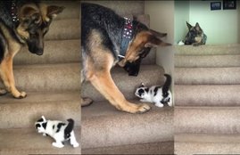 German Shepherd Dog Video, Small Kitten, Small Cat, Small Cat Video, Dog and Cat,