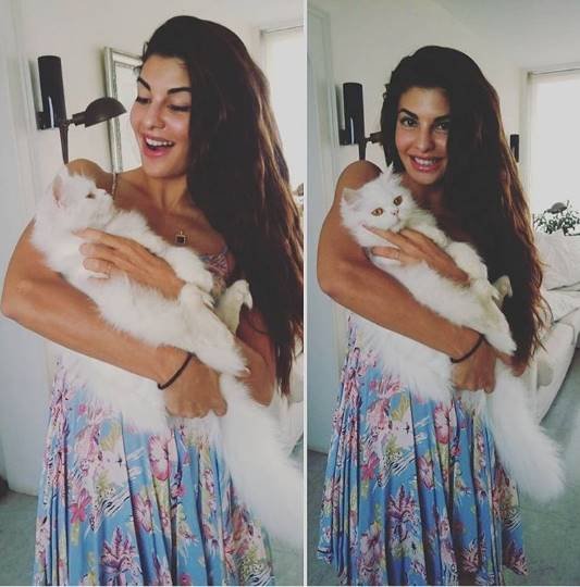 जैकलीन श्रीलंकन और थोड़ी बहुत हिंदी के अलावा फ्रेच, स्पैनिश और अरेबिक भाषा भी बोल सकती हैं।