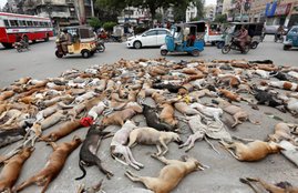 pakistan, pakistan dogs, pakistan dogs killed, pakistan killed dogs, killing dogs, killing dogs in pakistan, killing dogs in islam, Karachi, Karachi authorities, poisoning Dogs, poisoning 700 Dogs