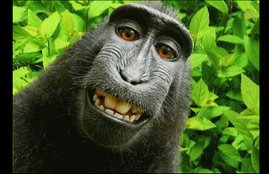 monkey selfie, monkey selfie photo, monkey selfie photo copyright, monkey selfie pic, monkey selfie case, monkey selfie case decision, monkey selfie copyright, monkey selfie copyright case, monkey selfie copyright dispute, naruto monkey, naruto monkey selfie,