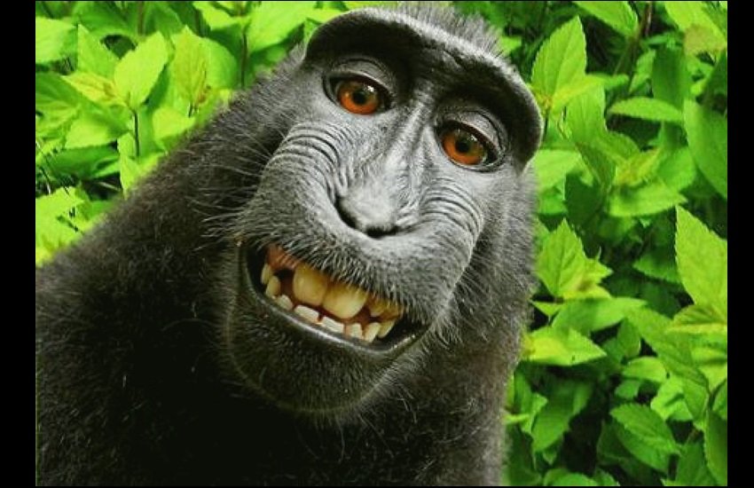monkey selfie, monkey selfie photo, monkey selfie photo copyright, monkey selfie pic, monkey selfie case, monkey selfie case decision, monkey selfie copyright, monkey selfie copyright case, monkey selfie copyright dispute, naruto monkey, naruto monkey selfie,
