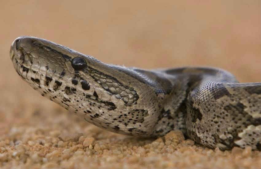 African Rock Python Snake