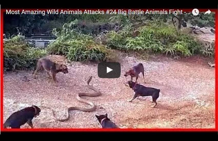 10 मिनट का यह वीडियो कई जगहों पर आपके रौंगटे खड़े कर सकता है। (Photo: Youtube)