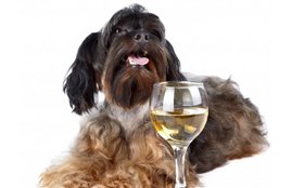 Wine, Wine for Dogs, dog wine, dog wine bottle, dog wine bottle holder, wine for dogs, pet wine, pet wine company Jansatta,