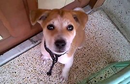 Peta, Animal welfare NGO, protest, killings, dogs, KERAL, weird news