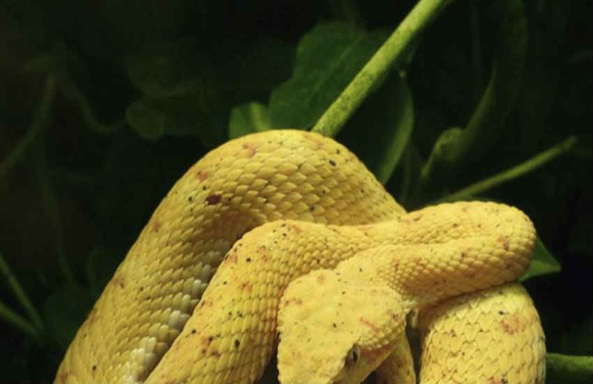 EYELASH PALM PIT VIPER Snake