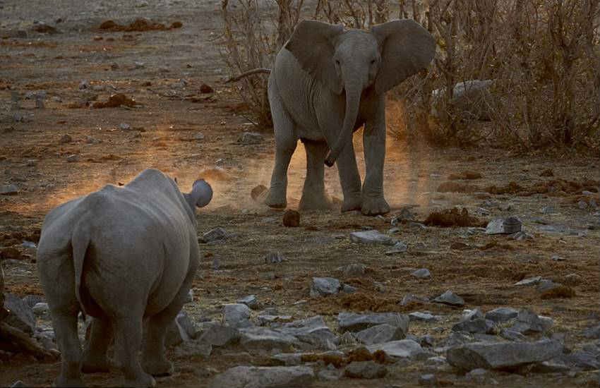 Elephant vs Rhino, rhinoceros, elephant, fight, Clash, titans, rhino, Elephant vs rhinoceros, Etosha National Park, Namibia, animals, photos, adolescent, lesson