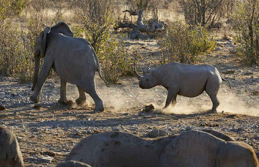 Elephant vs Rhino, rhinoceros, elephant, fight, Clash, titans, rhino, Elephant vs rhinoceros, Etosha National Park, Namibia, animals, photos, adolescent, lesson