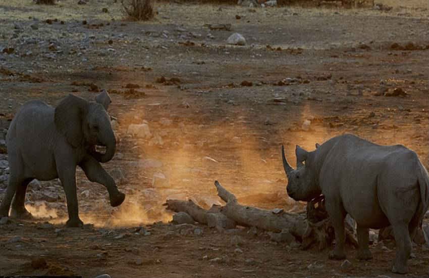 Elephant vs Rhino, rhinoceros, elephant, fight, Clash, titans, rhino, Elephant vs rhinoceros, Etosha National Park, Namibia, animals, photos, adolescent, lesson