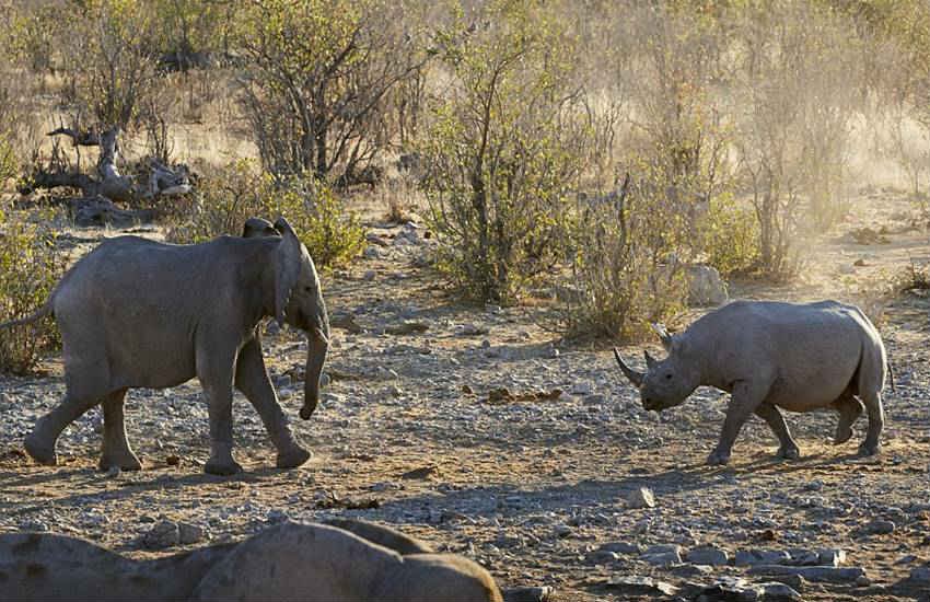Elephant vs Rhino, rhinoceros, elephant, fight, Clash, titans, rhino, Elephant vs rhinoceros, Etosha National Park, Namibia, animals, photos, adolescent, lesson