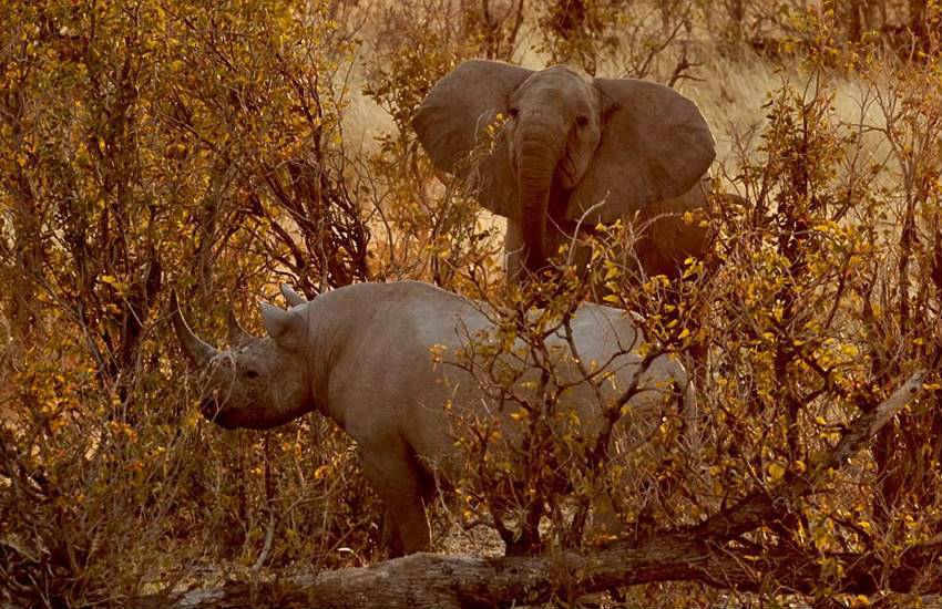 Elephant vs Rhino, rhinoceros, elephant, fight, Clash, titans, rhino, Elephant vs rhinoceros, Etosha National Park, Namibia, animals, photos, adolescent, lesson
