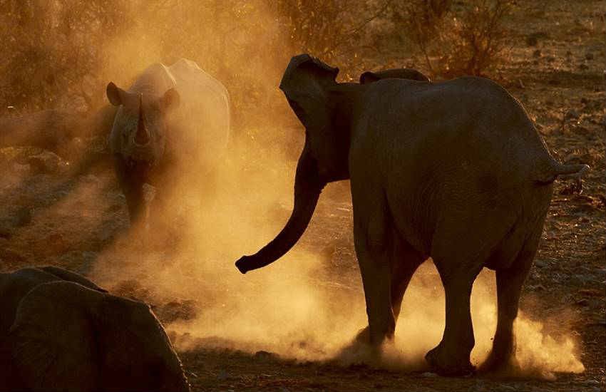 Elephant vs Rhino, rhinoceros, elephant, fight, Clash, titans, rhino, Elephant vs rhinoceros, Etosha National Park, Namibia, animals, photos, adolescent, lesson