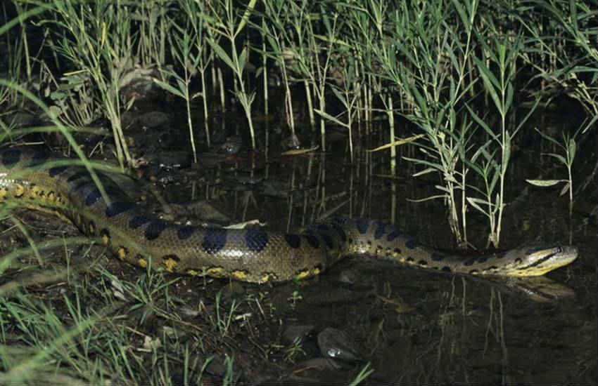 Green Anaconda