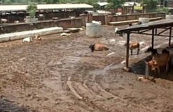 सबसे बड़ी गौशाला में 10 दिन में 100 गायों की मौत, 5 महीने से सैलरी ना मिलने पर भाग गए हैं कर्मचारी