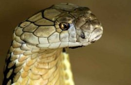 Most Dangerous Snakes, India most dangerous snakes, indian snakes, most poisonous snakes, most dangerous snakes in the world, killer snakes, cobra, King Cobra, snakes in the world, Green Anaconda, Reticulated Python, EYELASH PALM PIT VIPER, PACIFIC RATTLESNAKE