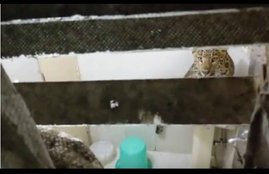 Leopard, Leopard in Nainital, Leopard in hotel room, Leopard in Nainital hotel room, Leopard Honeymoon Couple, leopard attack, leopard rock hotel, leopard in room,