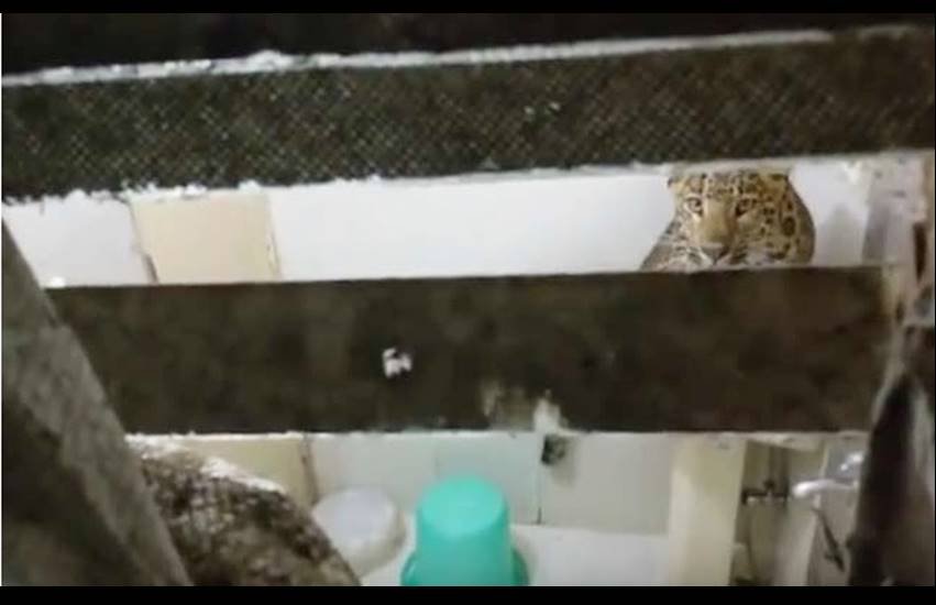 Leopard, Leopard in Nainital, Leopard in hotel room, Leopard in Nainital hotel room, Leopard Honeymoon Couple, leopard attack, leopard rock hotel, leopard in room,