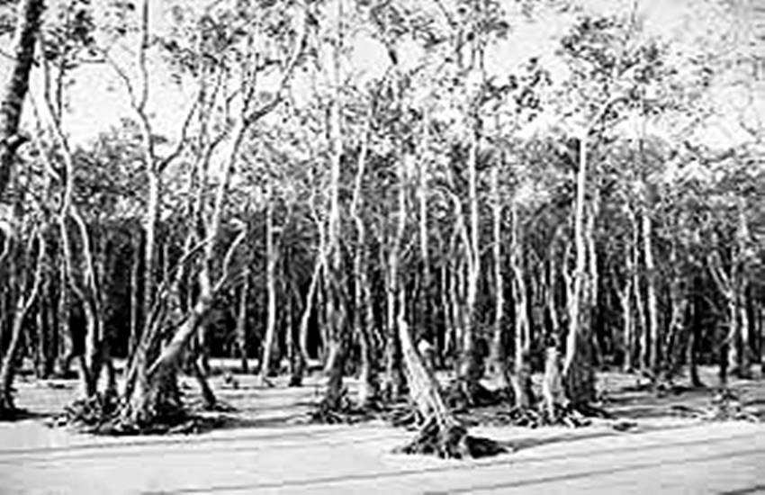 Ramesh kumar dubey, water terrority of india, mangrove trees, article, jansatta editorial page