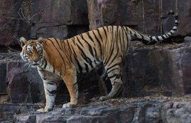 machli, tigress dies, Machli - The Queen of Tigers
