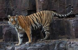 दुनिया की सबसे मशहूर भारतीय बाघिन ‘मछली’ की मौत, था खुदका FB पेज, 66 करोड़ रु थी सालाना कमाई