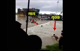 Madhya Pradesh, madhya pradesh news, madhya pradesh cow, man dying, man dying live, man dying on camera, man trying to save cow, Man Dies Trying to Save Cow, Man Dies Trying to Save Cow in MP,
