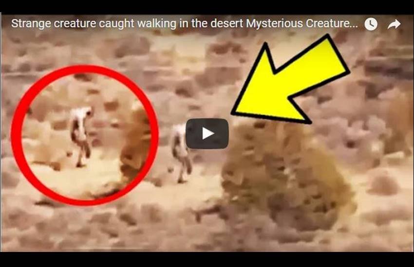 वह ज्यादा देर तक दिखाई नहीं पड़ता और एक पेड़ के पीछे अचानक गायब हो जाता है। (Photo: Youtube)