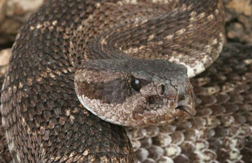 PACIFIC RATTLESNAKE