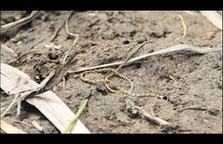 स्कूल मालिक और उसके रिश्तेदार ने किया 15 वर्षीय छात्रा का रेप, आरोपियों द्वारा बाइक चढ़ाने से पीड़िता की रीढ़ की हड्डी 85% क्षतिग्रस्त