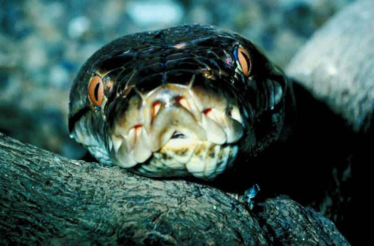 Reticulated Python Snake