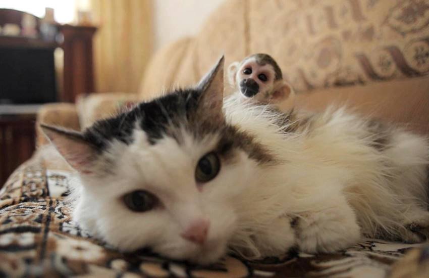 Rosinka, Cat, Addopted, Baby Monkey, Monkey Adopted, Cat Adopted A Baby Monkey, Russian Cat, Rosinka, Cat, Addopted, Baby Monkey, Monkey Adopted, Cat Adopted A Baby Monkey, Russian Cat,