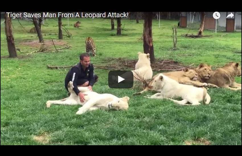 tiger, human, saves, Life, Leopard, attack, youtube, attack, Jansatta