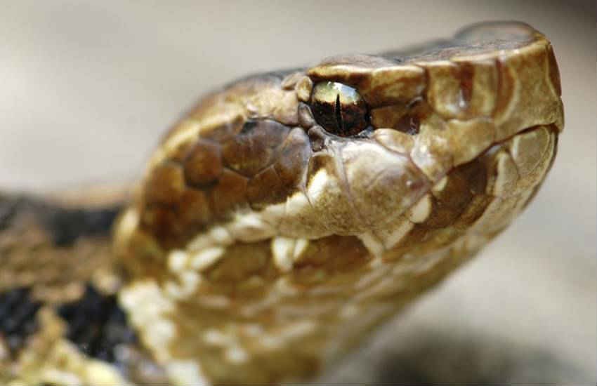 WATER MOCCASIN Snake