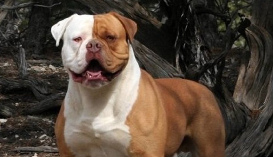 american bulldog