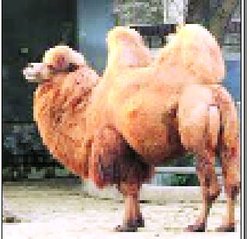 जानकारी- ऊंट