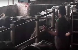 Slaughter house, Illegal slaughterhouse, Uttrakhand, Dehradun news, Trivendra singh rawat, Abattoirs, Cow, Uttarakhand government