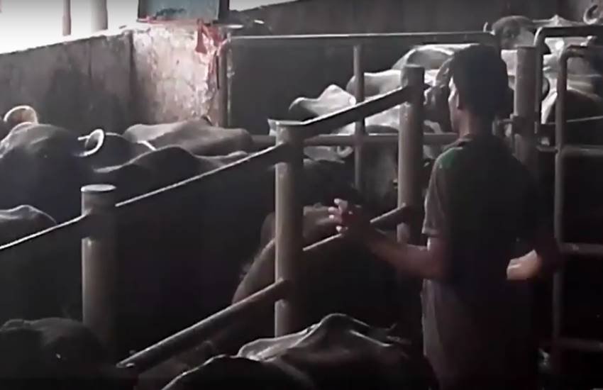 Slaughter house, Illegal slaughterhouse, Uttrakhand, Dehradun news, Trivendra singh rawat, Abattoirs, Cow, Uttarakhand government