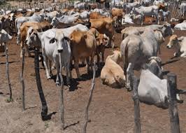 "Hingonia, Hingonia Gaushala deaths, cows death, jaipur cows death, rajasthan cows death case, malnourished cows, beef ban, cow death, cow, indian express news, india news