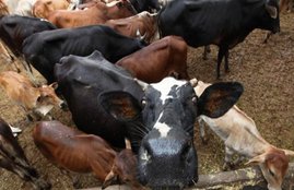 narendra modi, gau sewak, punjab cow