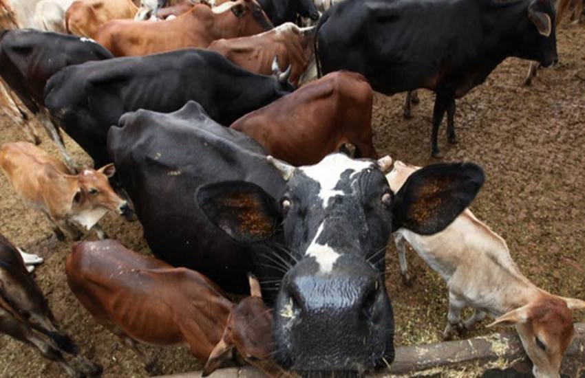 narendra modi, gau sewak, punjab cow