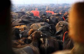 cow, cow slaughter, up beef ban