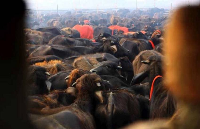 cow, cow slaughter, up beef ban
