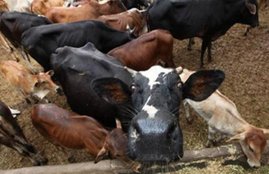 cow meat, Uttar Pradesh, bagpat Bajrang Dal