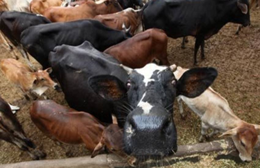 cow meat, Uttar Pradesh, bagpat Bajrang Dal